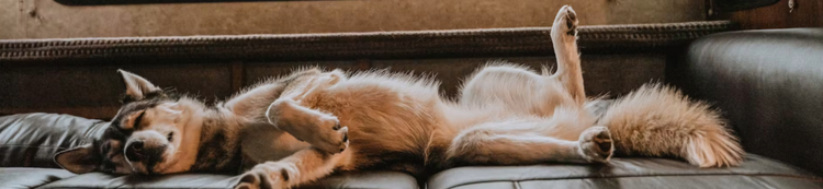 Pet Beds & Seat Towels